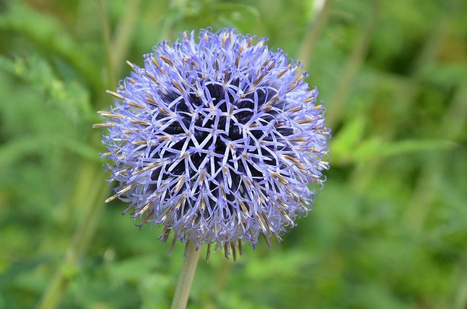 Globe Thistle