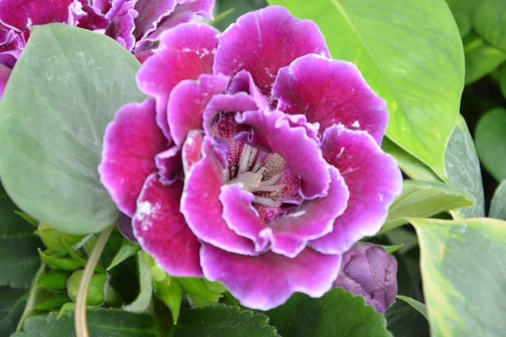 gloxinia