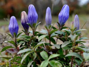 Harvestbells