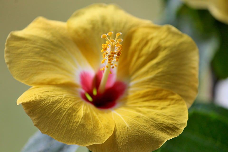 yellow hibiscus