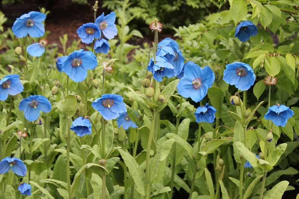 Himalayan Blue Poppy