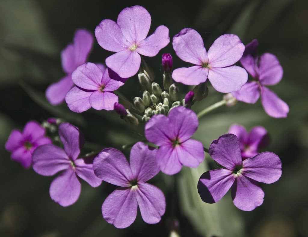 honesty flowers