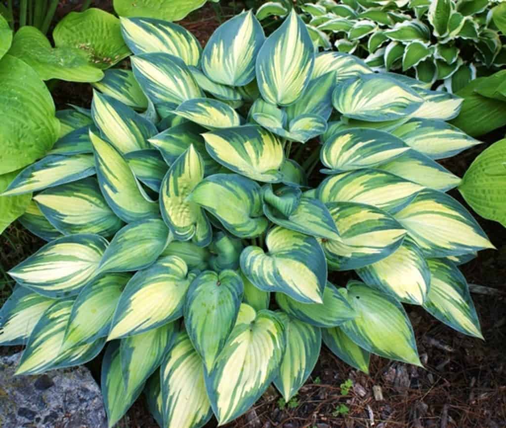 hosta plants