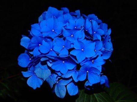 Hydrangea