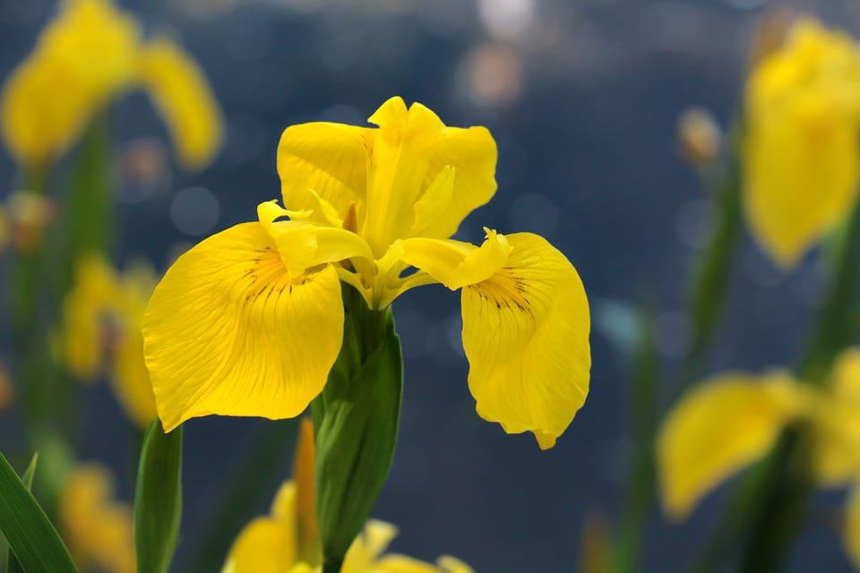 yellow iris