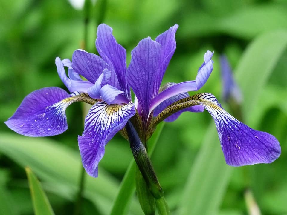 Iris