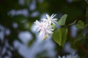 jasmine flower white