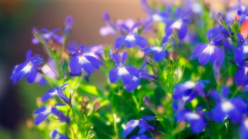 lobelia flowers