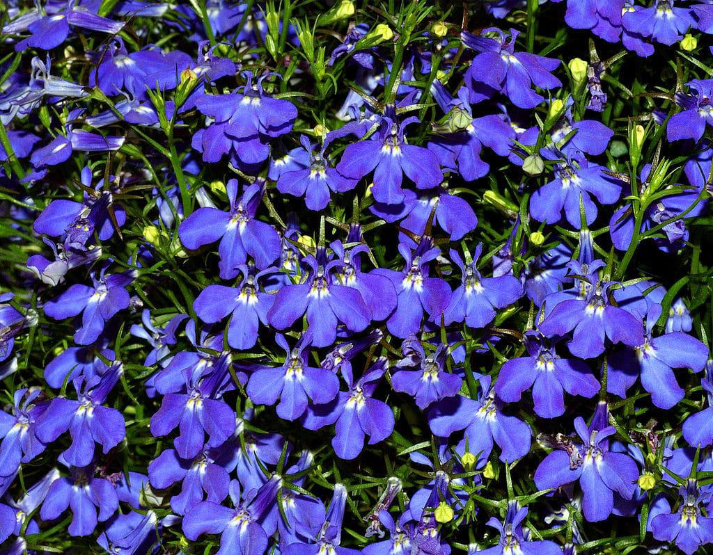 40+ Types of Blue Flowers with Pictures | Flower Glossary