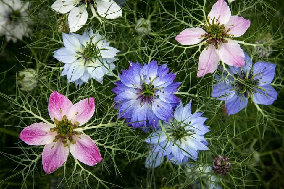 Love in A Mist