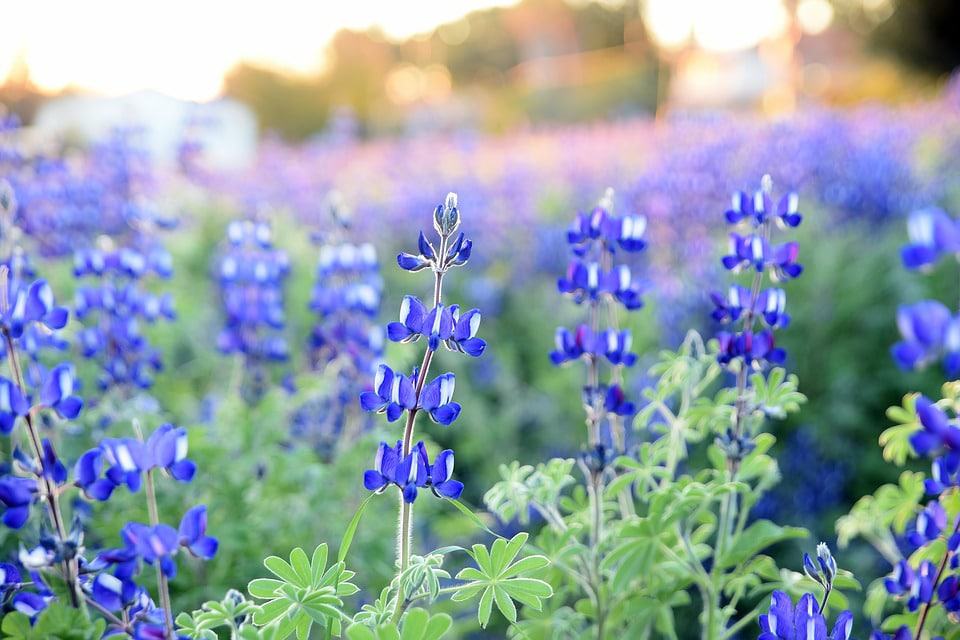 Lupine