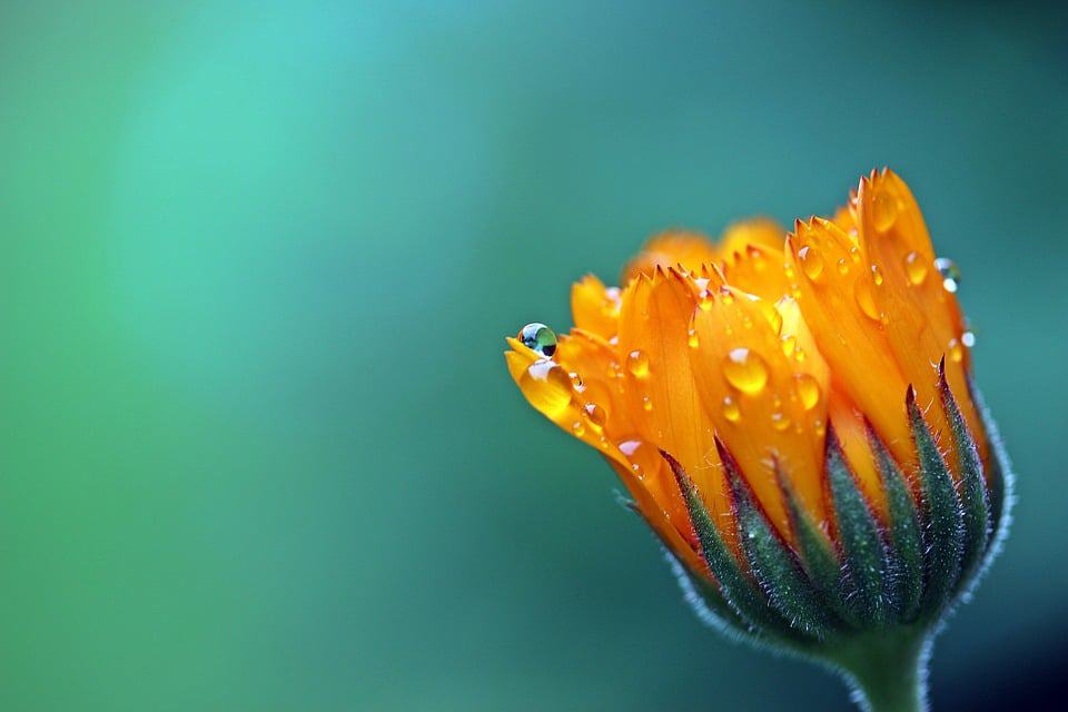 marigold flower