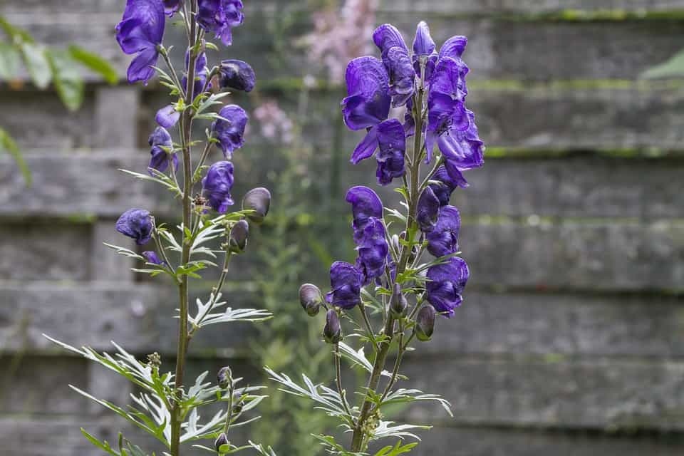 monkshood