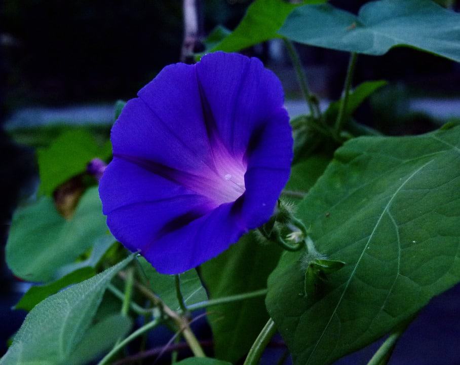 Morning Glory