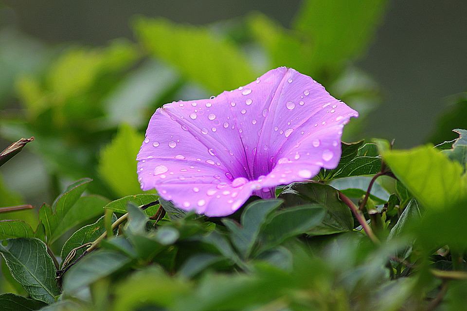 morning glory flower