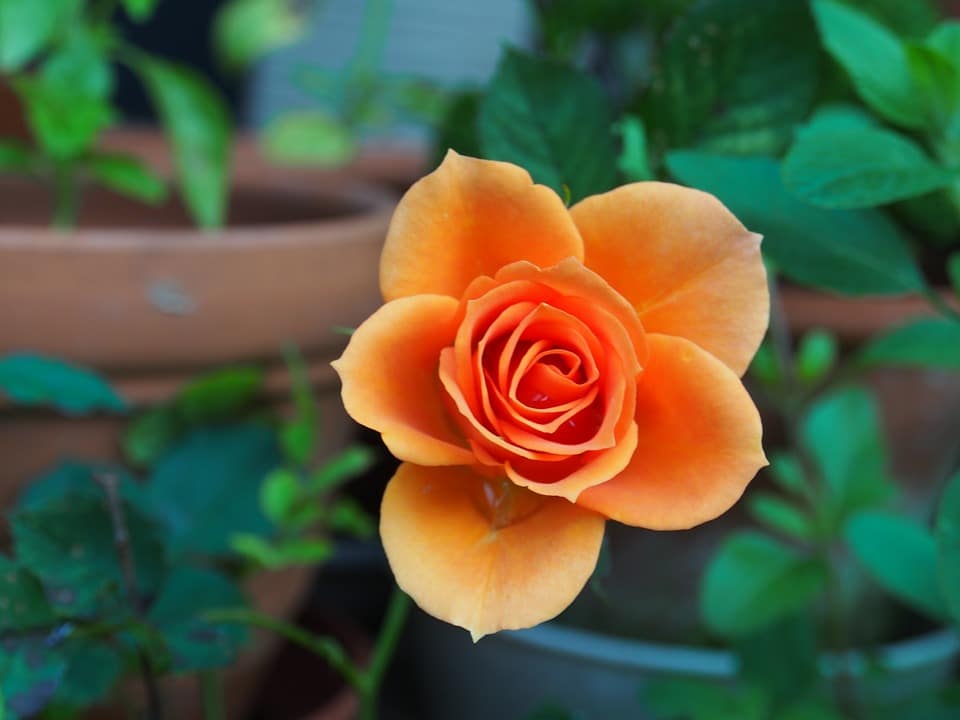 orange roses