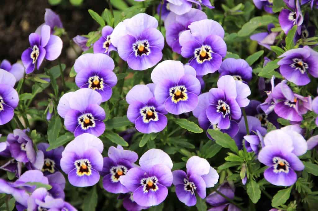 purple pansy