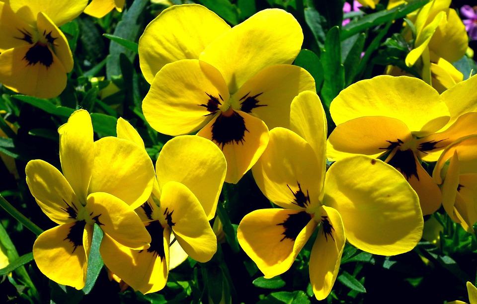 yellow pansy flowers