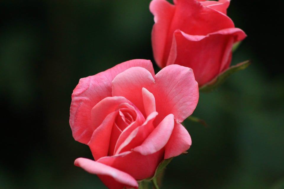 pink roses