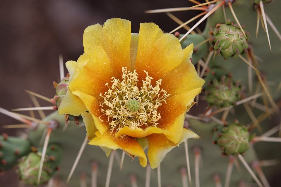 prickly pear