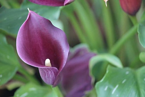 purple calla lily