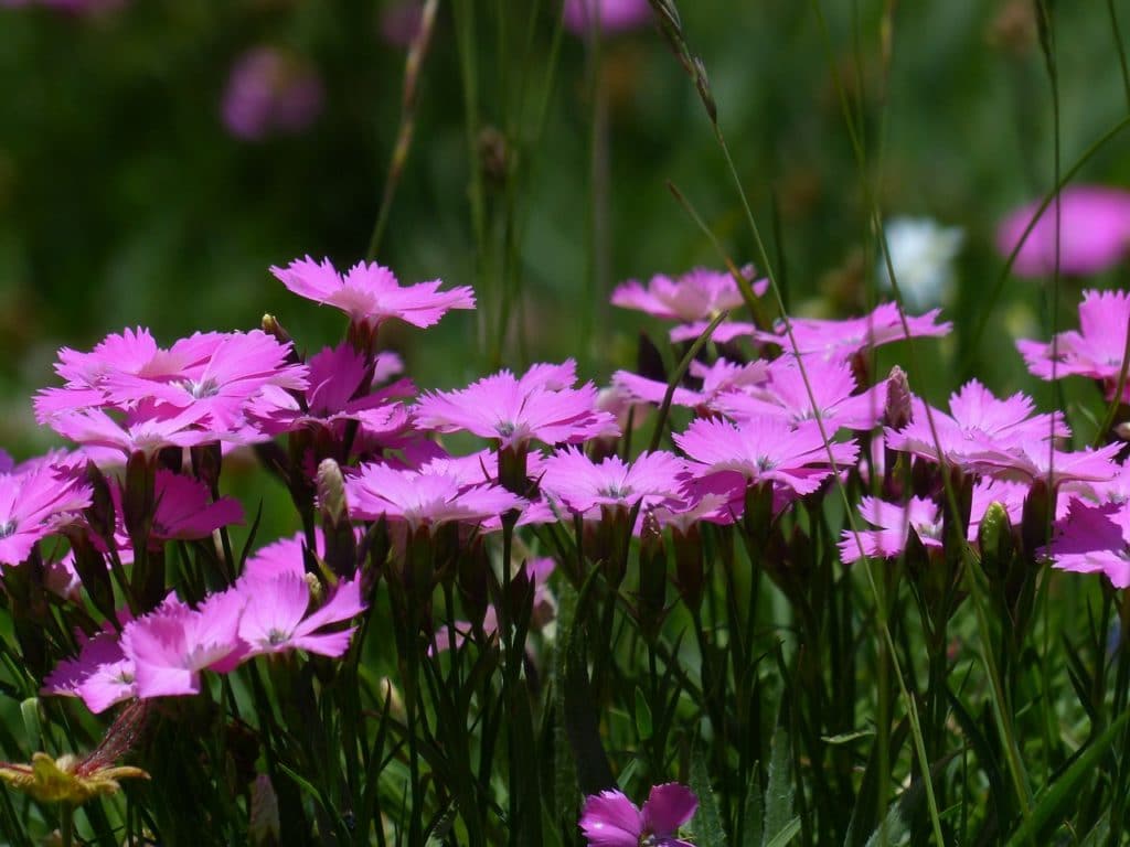 Dianthus Caryophyllus