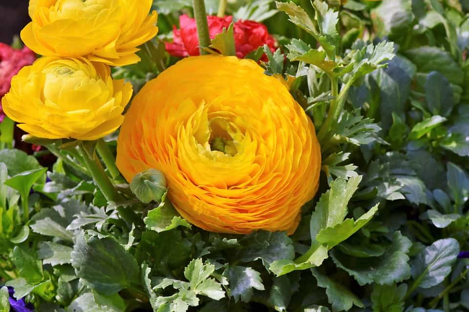 yellow Ranunculus