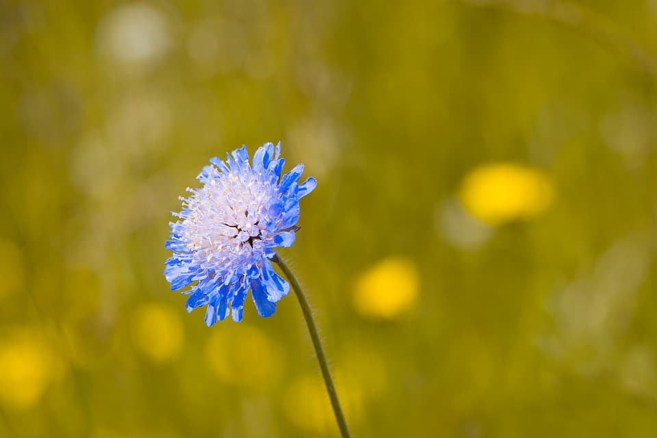 Scabiosa