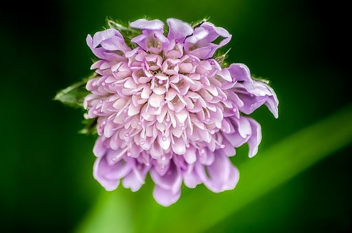 scabiosa