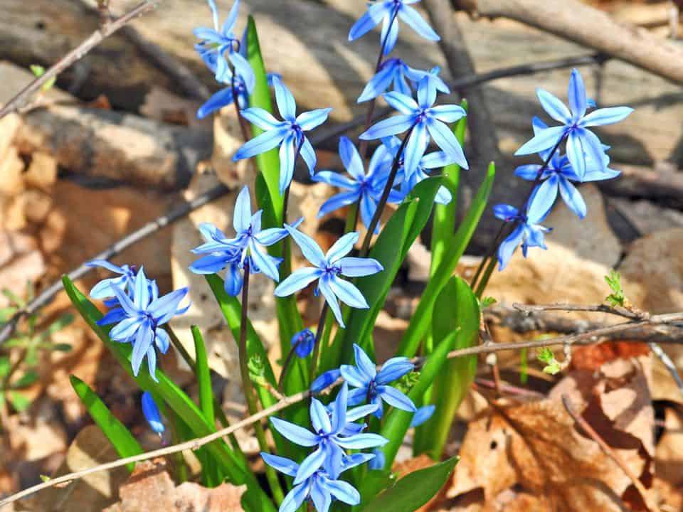 Siberian Squill