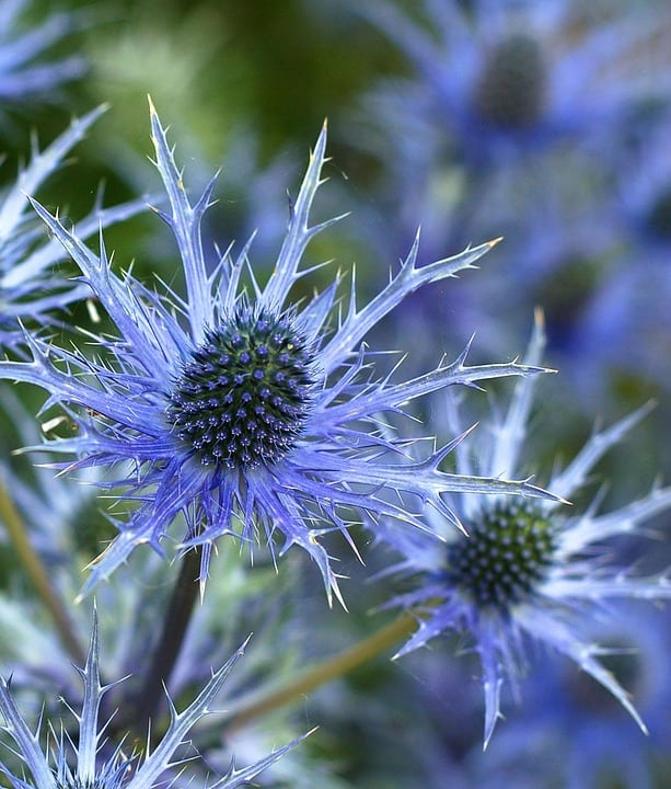 sea holly