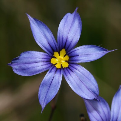 Stiff Blue-eyed Grass