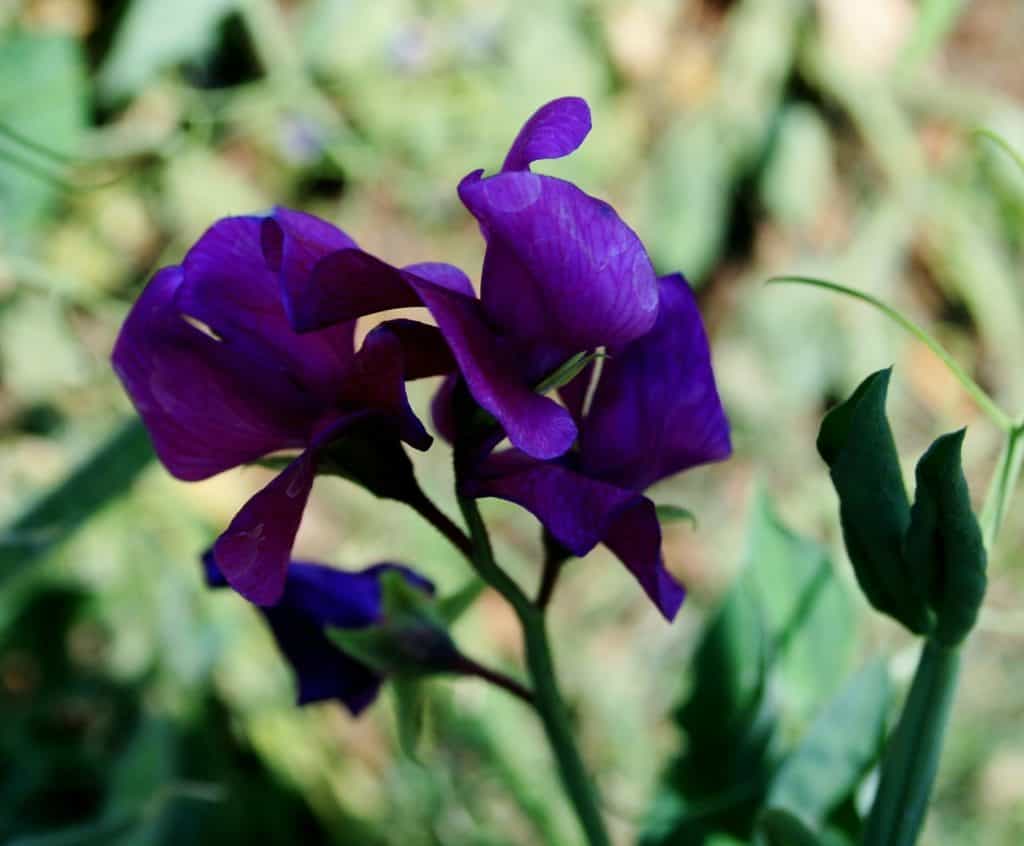 sweet pea flower