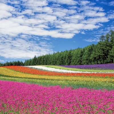 types of flowers