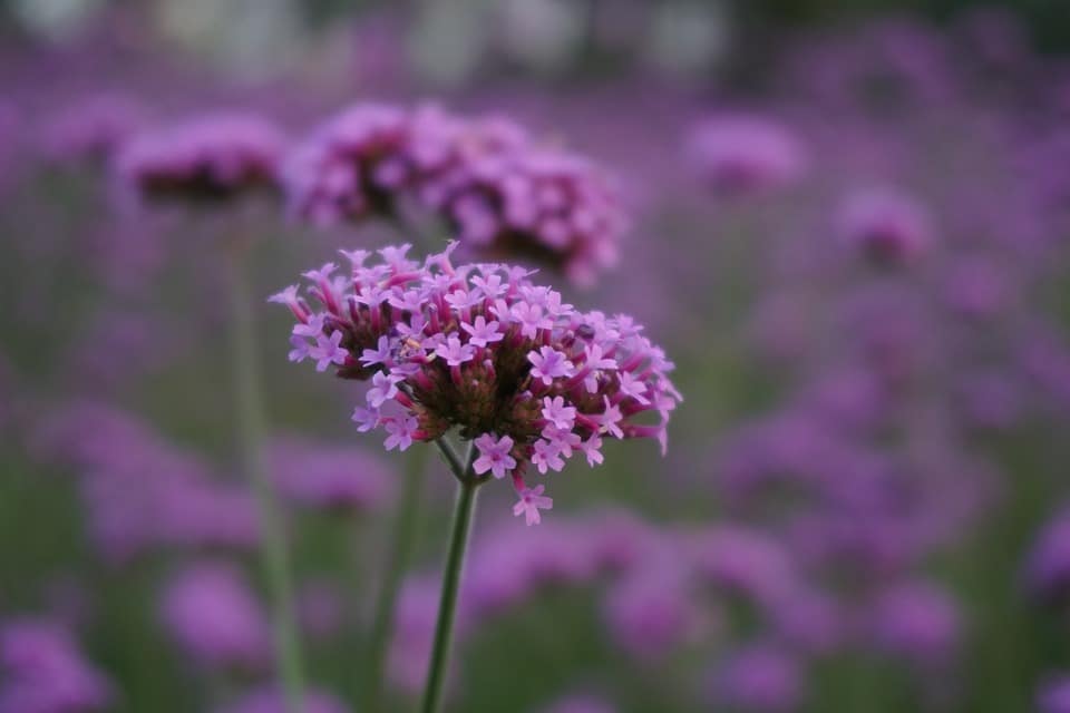 purple verbena