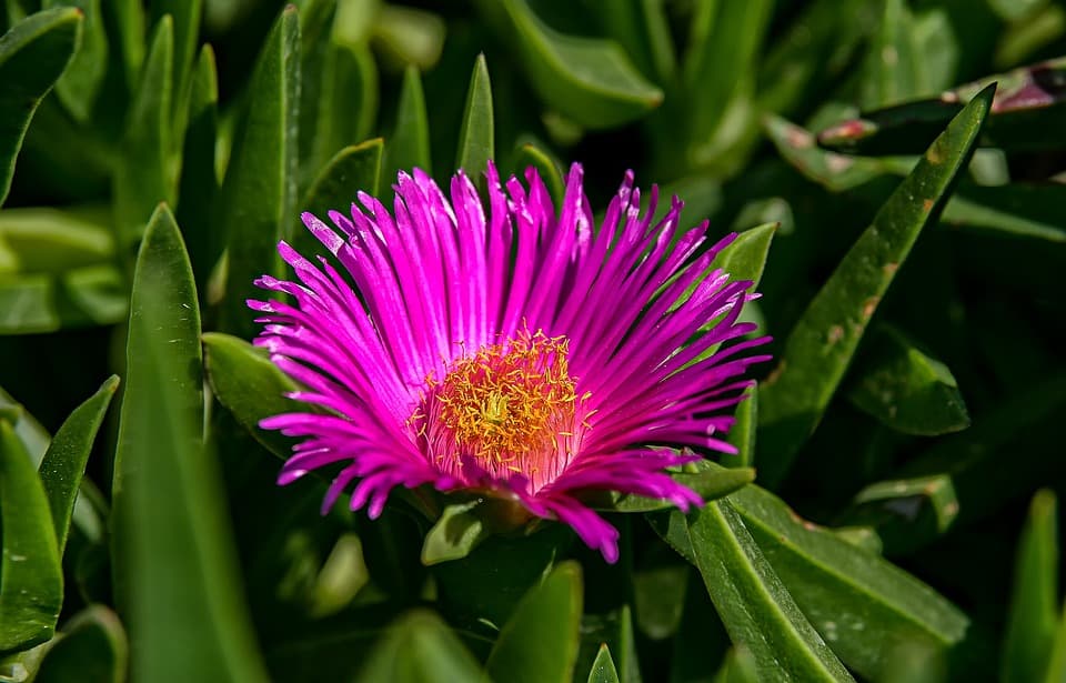 Waxflower