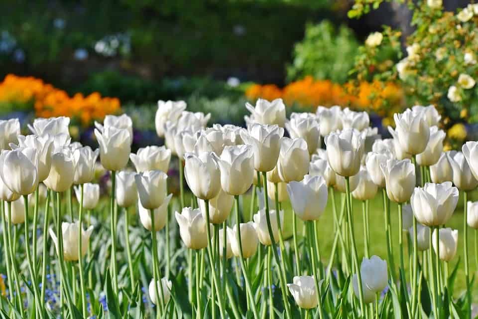 45 Types Of White Flowers With Pictures Flower Glossary