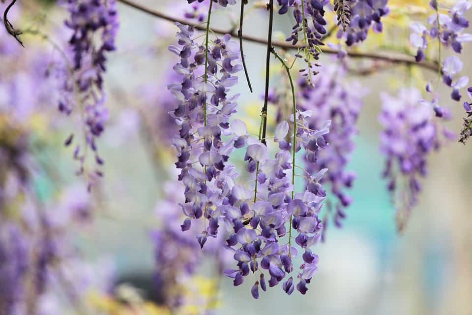 wisteria