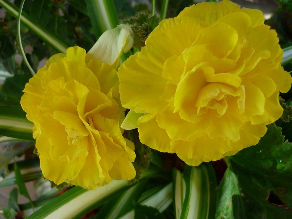 yellow begonia