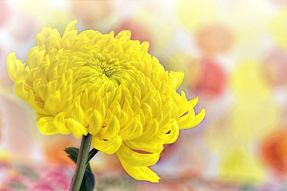 yellow chrysanthemum