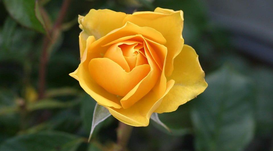 yellow rose