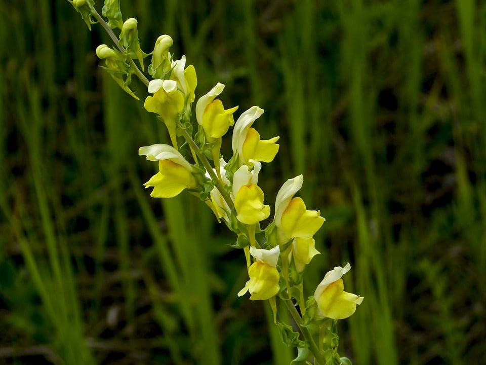 snapdragon