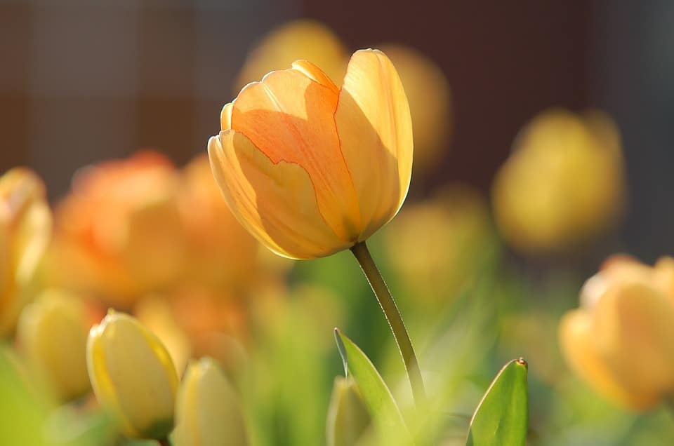 yellow tulip