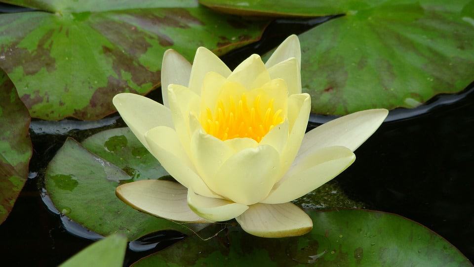 waterlily