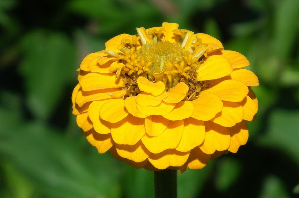 yellow zinnia