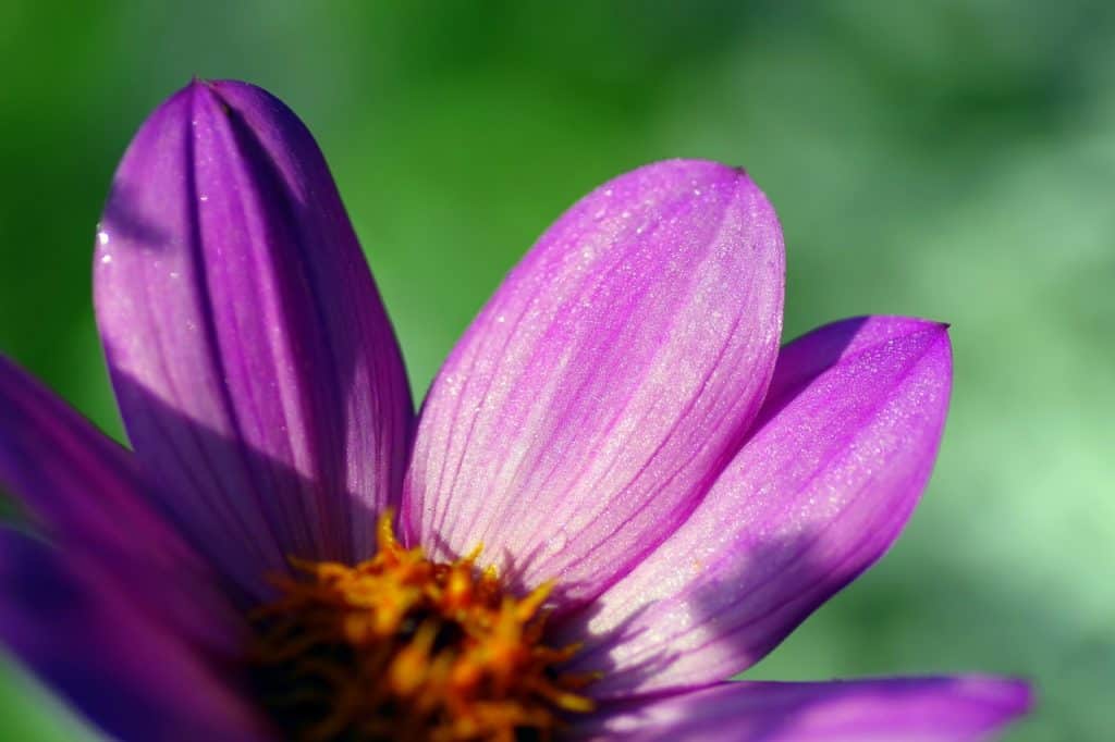 purple zinnia