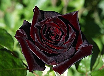 ebony rose flower