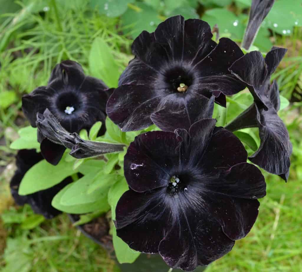 10 Types of Black Flowers + Pictures | FlowerGlossary.com