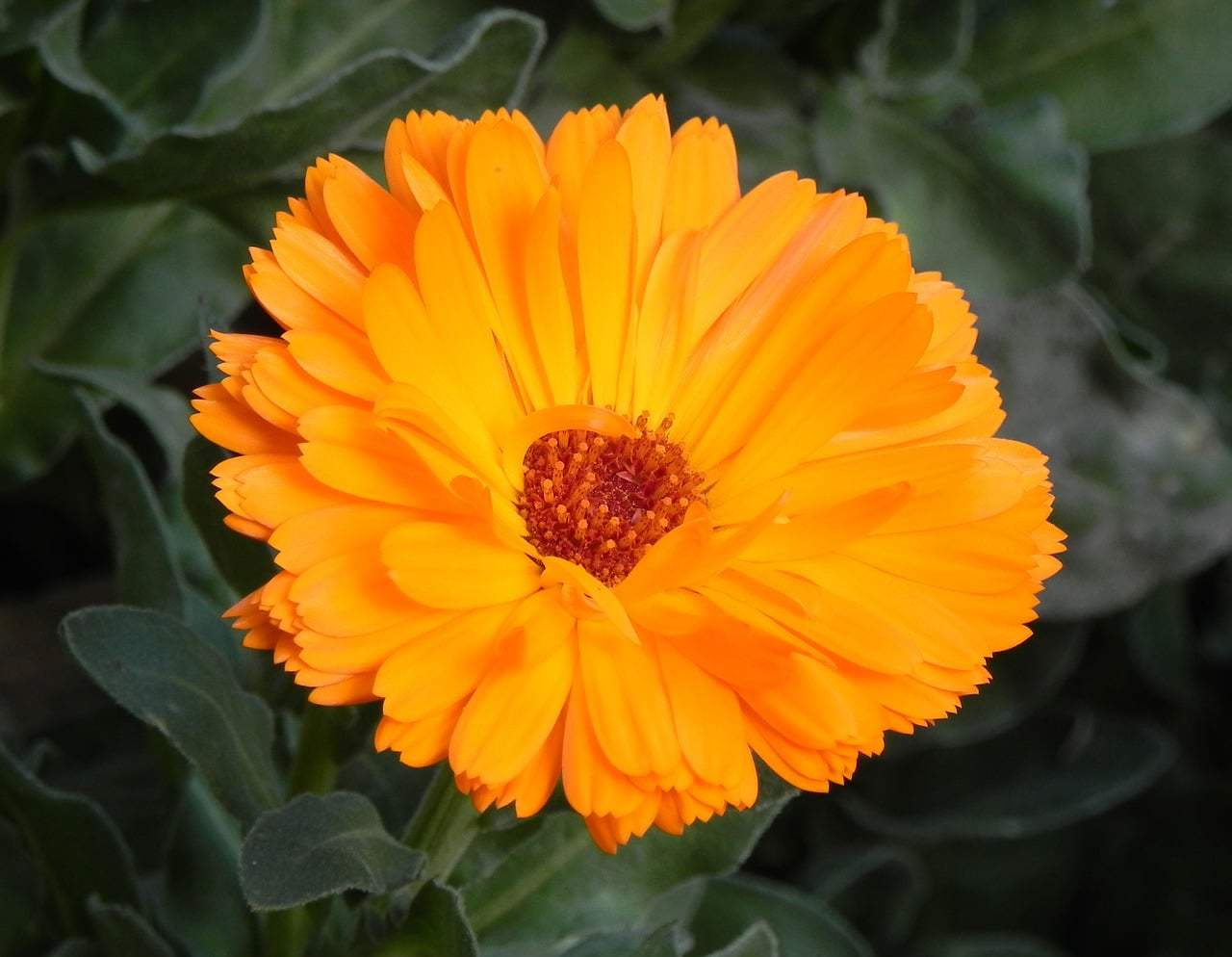 22 Types of Orange Flowers + Pictures