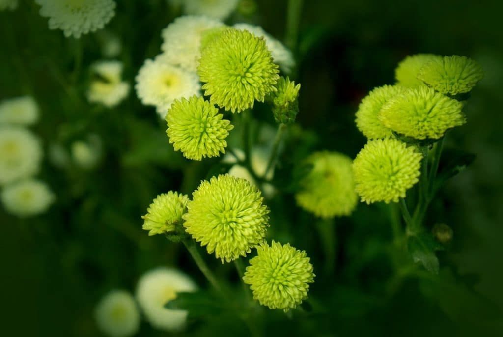 19 Types of Green Flowers + Pictures | FlowerGlossary.com